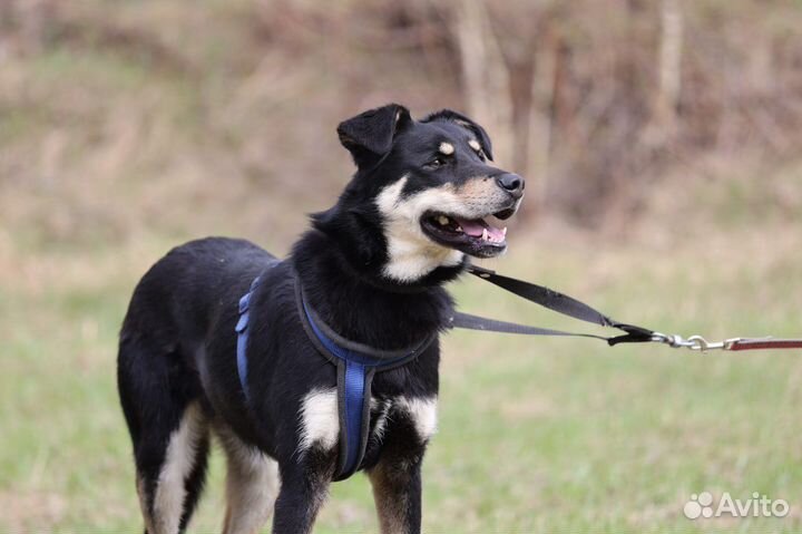 Собаки бесплатно