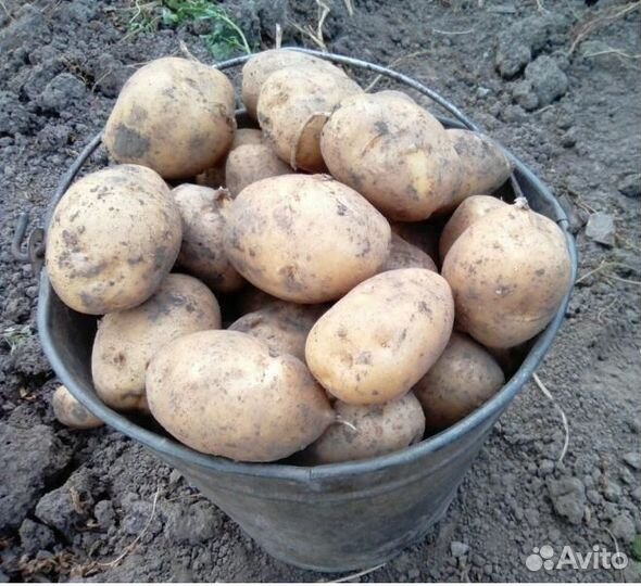 Продам картофель домашний