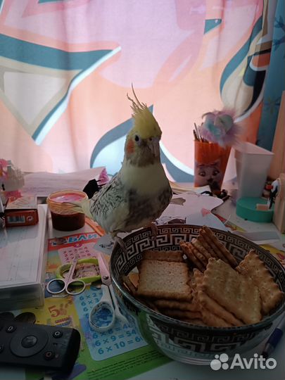Попугай корелла с клеткой