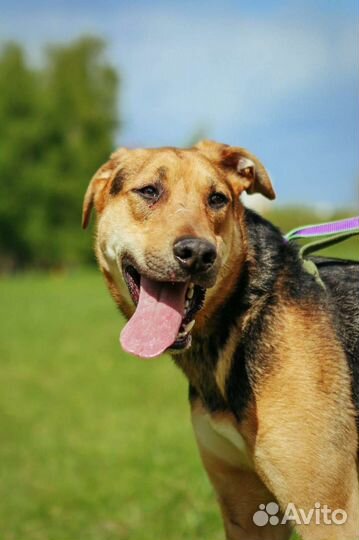 Собака с детства в приюте, спасите