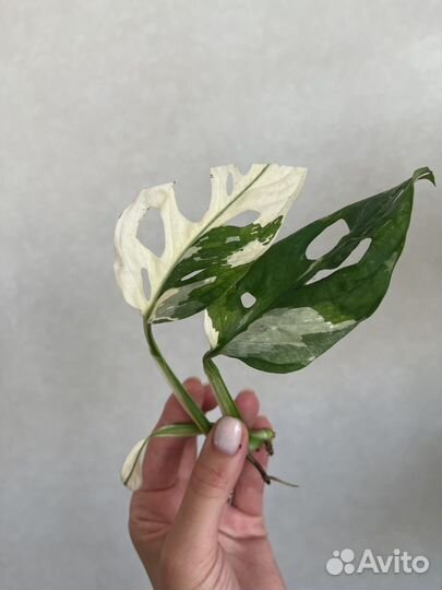 Монстера адансона вариегатная