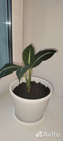 Диффенбахия Green Magic