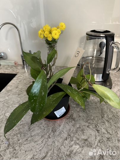 Хойя Pubicalyx Red Button