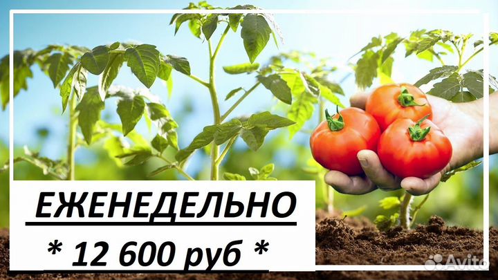 Рабочий в теплицы (сбор помидор) Еженедельно з/п