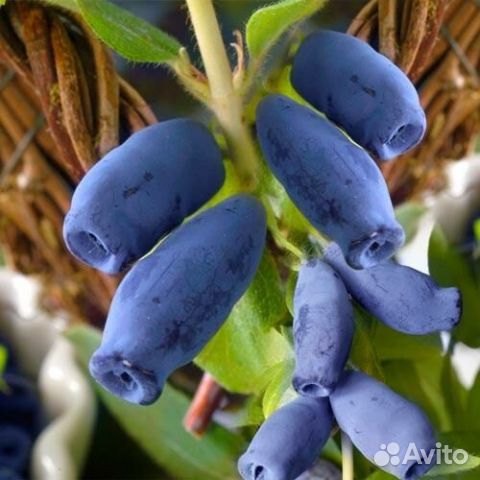 Жимолость саженцы зкс