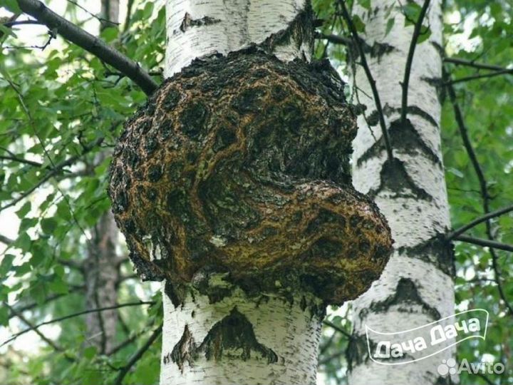 Чага берёзовая