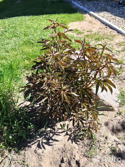 Пионы цветы