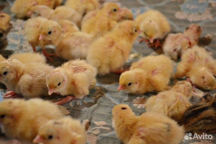 Перепелята (техасец)