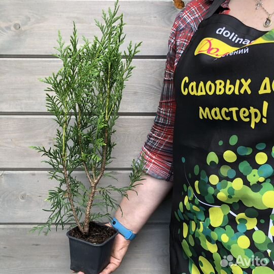 Туя складчатая Мартин (1 саженец)