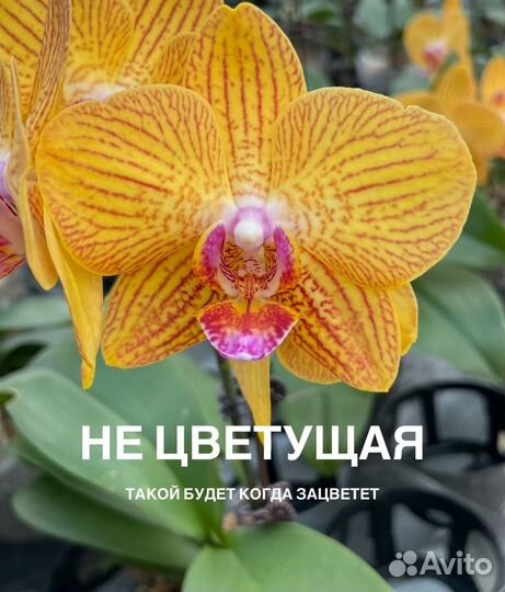 Ароматные Кантри, Ламбада, Любовное зелье