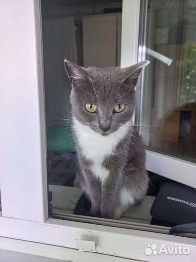 Кошка в дар