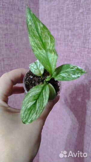 Спатифиллум сенсация вариегатный