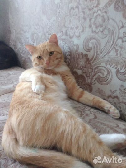 Рыжее счастье в добрые руки