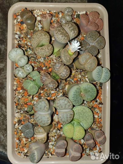 Литопсы - живые камни