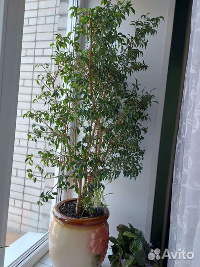 Фикус бенджамина