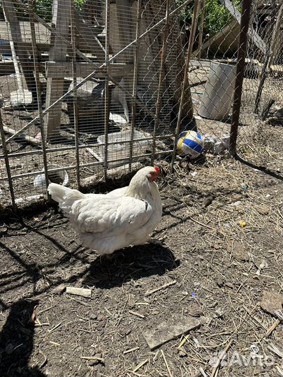 Куры несушки