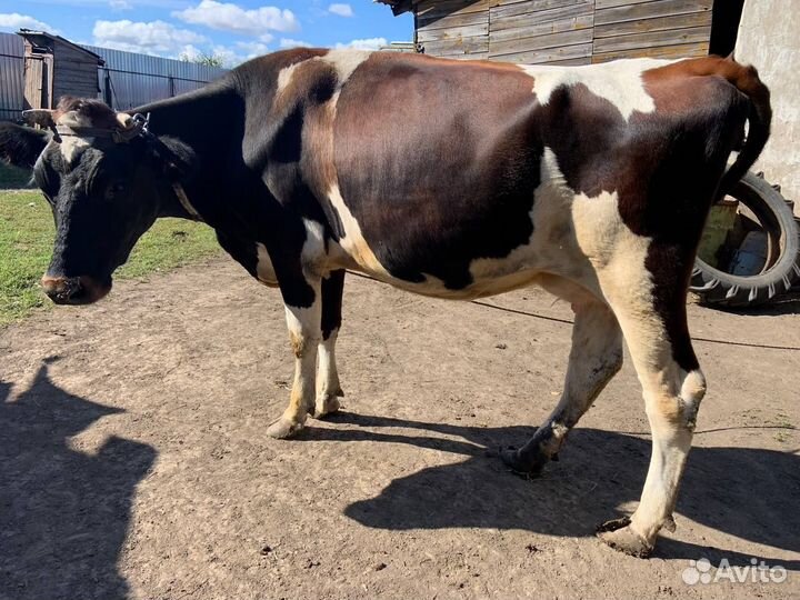 С/х животные