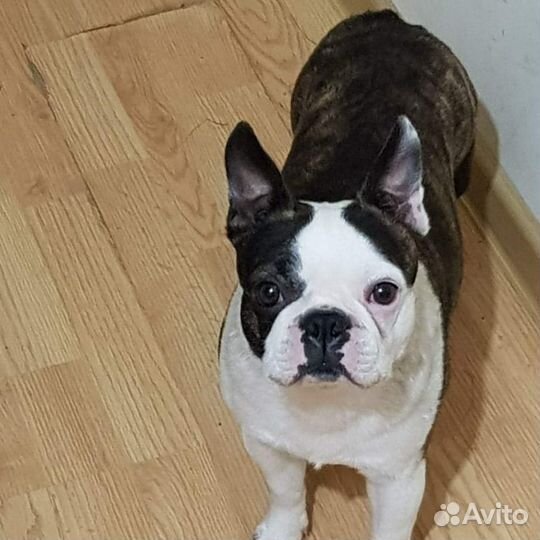 Мальчик для вязки бостон-терьер Шонику 6 лет