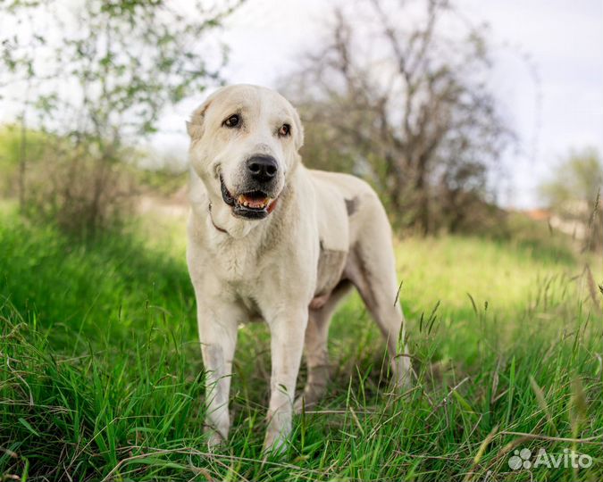 Алабай Альба