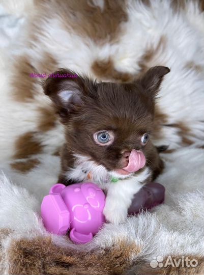 Шикарная Мини Принцесса