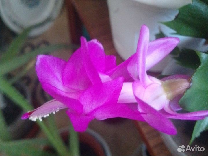 Декабристы разных цветов