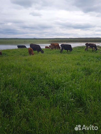 Коровы и телки продаю или меняю на авто