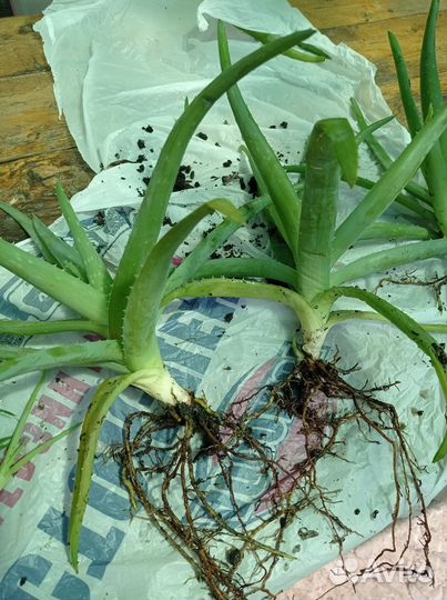 Цветок алоэ