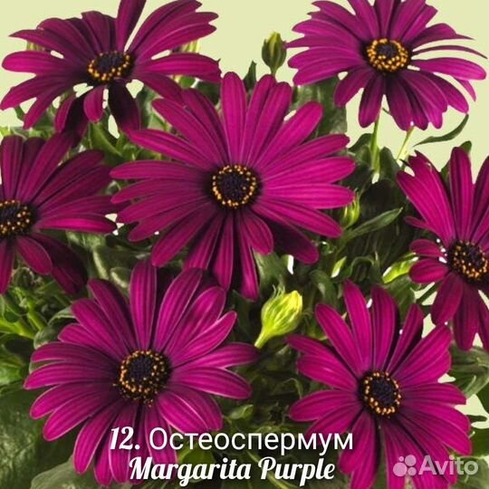 Остеоспермум