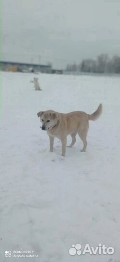 Некрупная собака ищет дом