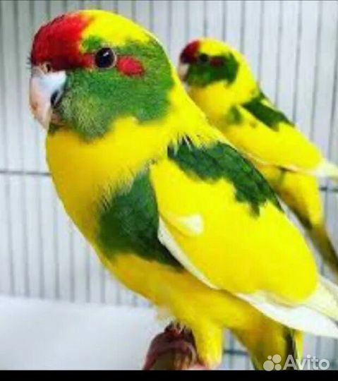 Попугаи пирруры птенцы