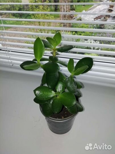Крассула - толстянка