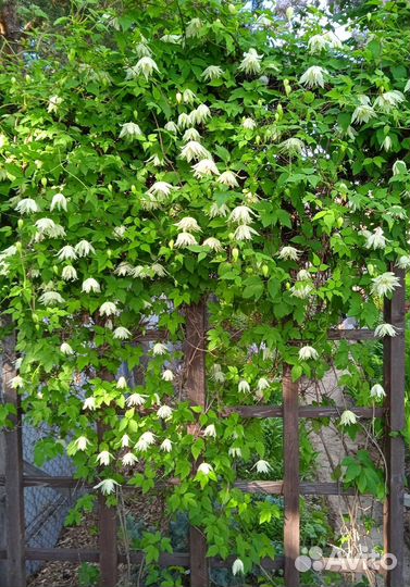 Княжик Лемон Дрим