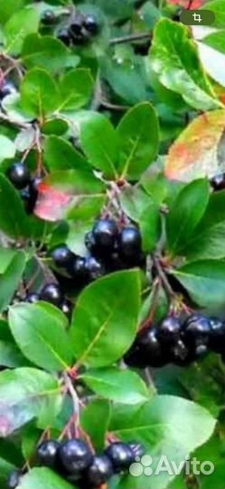 Саженцы малины, смородины, черноплодной рябины