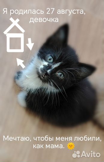 Котята в добрые руки