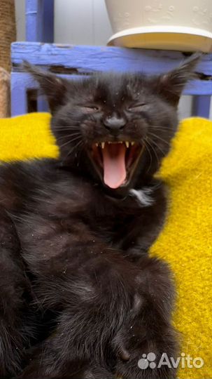 Котята ищут дом