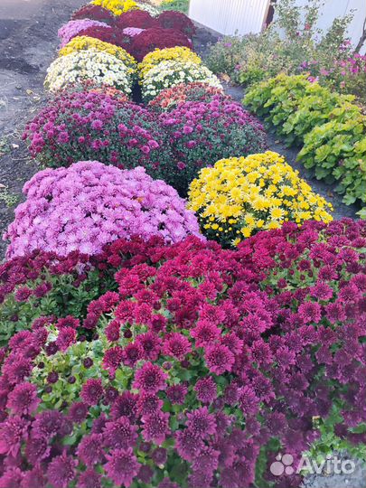 Хризантемы мультифлора