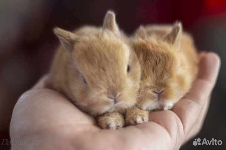 Миноры кролики рыжие, супер мини