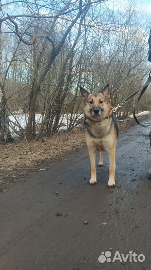 Овчарка метис Вео