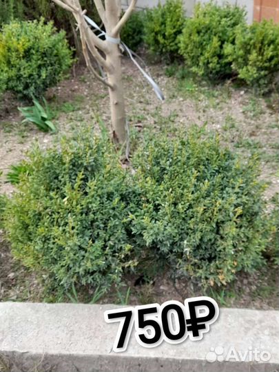 Самшит, буксус