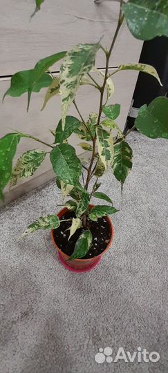 Фикус Сафари и др