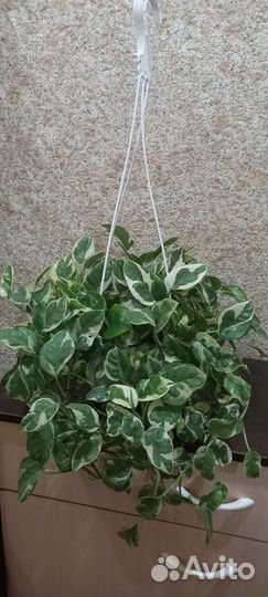 Панданус сциндапсусы