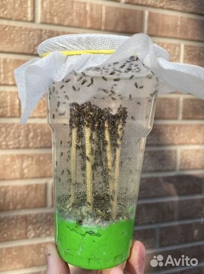 Бражник, туркм.арген. мадогаскр.тараканы, саранча