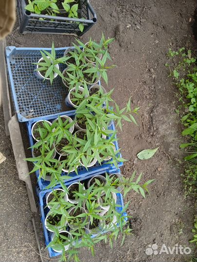 Продам саженцы персика сорт 