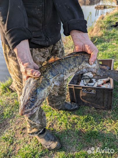 Платная рыбалка Пчела