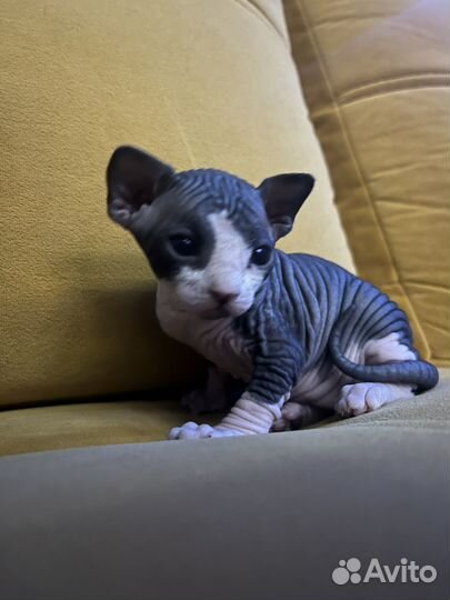 Котята сфинкс