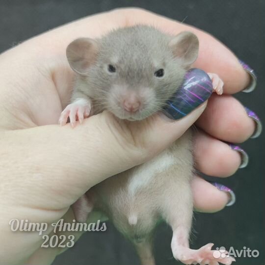 Крысята сиамские дамбо и черные
