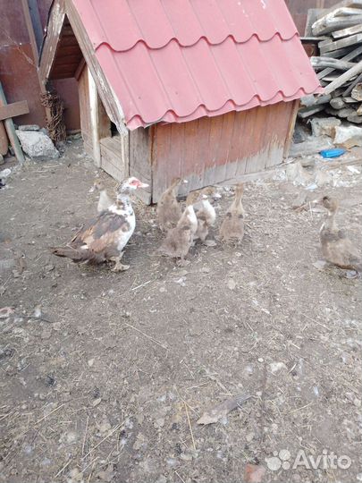 Мускусные утки