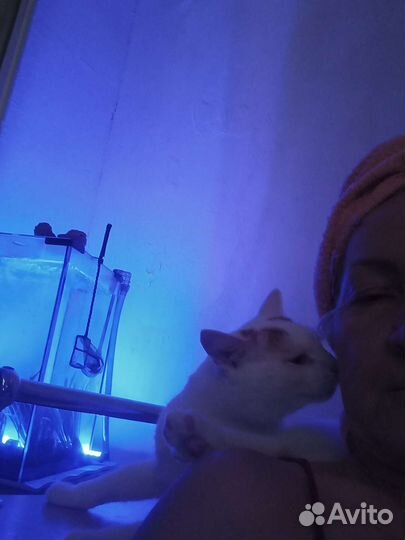 Передержка кошек/ котов