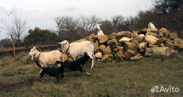 Собака пастух, щенки австралийского келпи, питомни