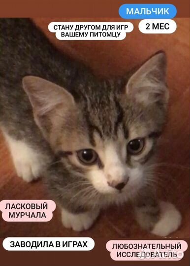 Котенок мальчик (2мес) - ласковый мурчала